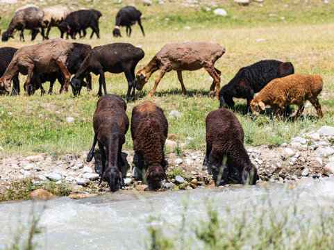 Sheep graze near a shallow stream
