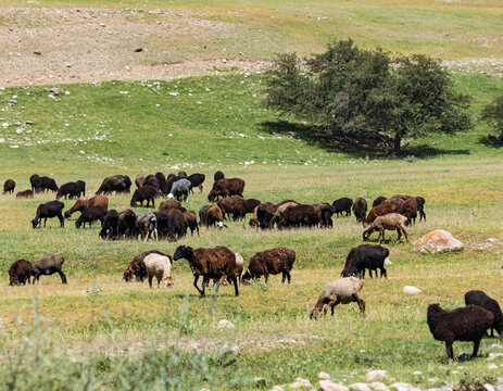 Sheep graze in open green pasture