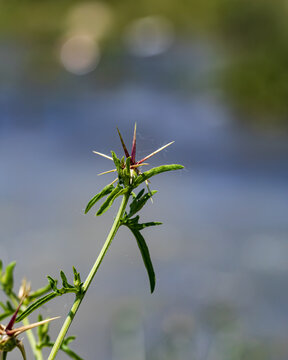 Spiky green plant grows near calm blue water
