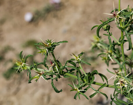 Spiky green plant with sharp thorns and delicate blooms