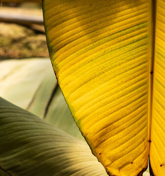 Golden leaf shows bold veins and soft texture