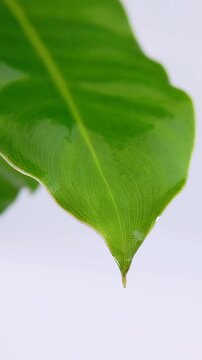 Extreme close up of vibrant green leaf with high contrast against white background. Water droplet slowly falling from leaf tip. Nature freshness concept for botanical skincare.