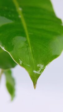 Wobbling or shaking green leaf with clear liquid dropping from its tip. Vertical extreme close up view on soft blurred white background. Natural botanical concept.