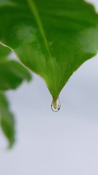Extreme front close up of green leaf tip dropping clear liquid. Isolated on white background. Nature, science, or skincare concept with fresh botanical aesthetic.