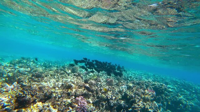beautiful coral reef and fish