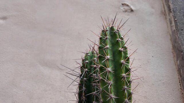 Extreme Macro Close-Up Of A Green Cactus