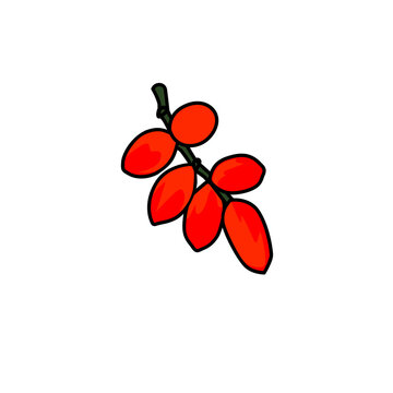 gnetum gnemon fruit vector illustration