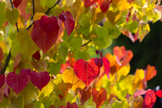Eastern redbud tree "Eternal flame" (Cercis canadensis) in the summer garden, background for design or wallpaper