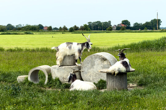 Ziegen ruhen auf Betonr&ouml;hren auf einer Weide in Friesland, Niederlande