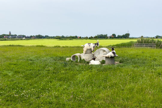 Ziegen ruhen auf Betonr&ouml;hren auf einer Weide in Friesland, Niederlande