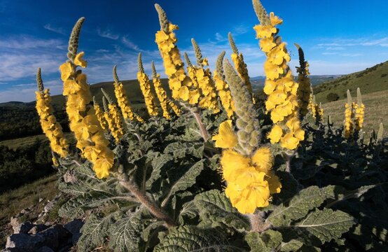 Yellow Mullein Wildflowers Growing on a Sunny Hillside under Blue Sky