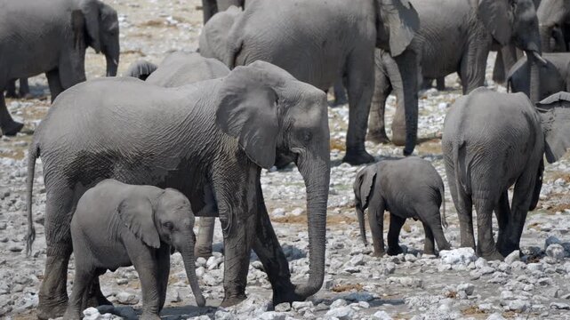 A herd of elephants gather around a waterhole, Etosha National Park, Namibia. 