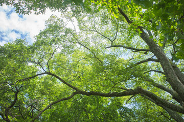 Fototapeta premium Looking up at beautiful green tree canopy and blue sky in a park on a sunny afternoon.