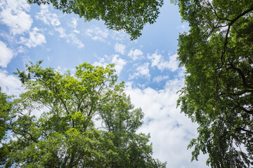 Fototapeta premium Green tree branches framing the bright blue sky with white clouds, copy space.