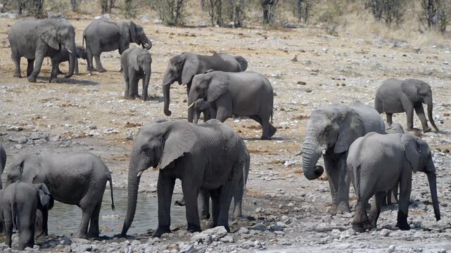 A herd of elephants gather around a waterhole, Etosha National Park, Namibia. 
