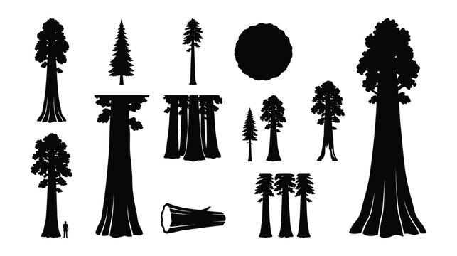 Sequoia and Redwood Tree Silhouette Icon Set Isolated on White Background