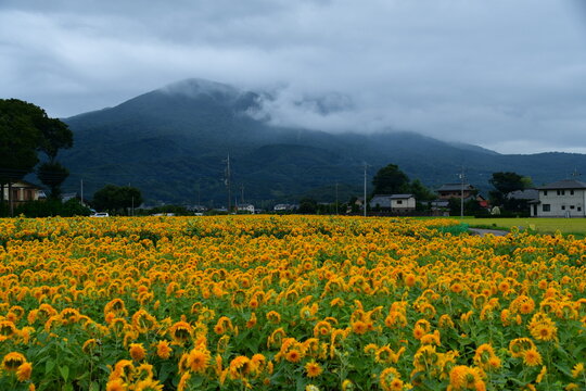 群馬県 筑西市のあけのひまわりフェスティバル～東北八重ひまわり