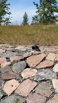 Crow Investigating Stone Embankment and Cawing