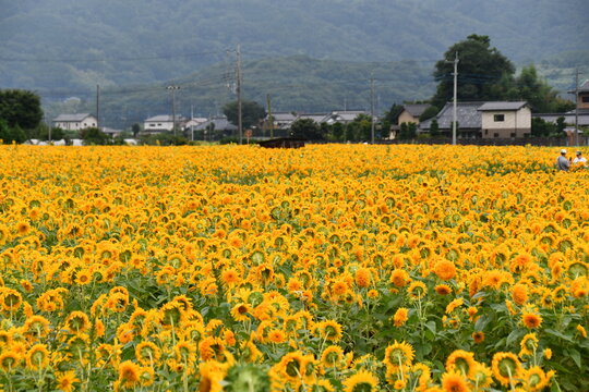 群馬県 筑西市のあけのひまわりフェスティバル～東北八重ひまわり