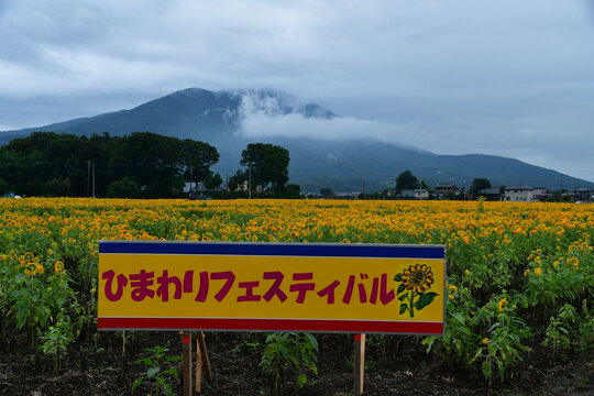 群馬県 筑西市のあけのひまわりフェスティバル～東北八重ひまわり
