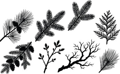 Collection of coniferous tree branch silhouettes with pine cones and winter twigs vector illustration © Asib
