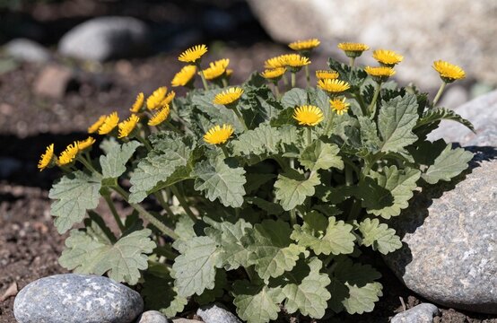 Yellow groundsel flowers blooming among grey stones in a sunny garden