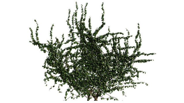 Detailed 3d render of a lush green bush with dense leaves and realistic branches, isolated on black background for landscaping and nature projects.