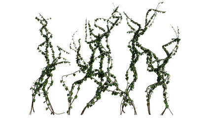 Detailed 3d render of isolated ivy branches with lush green leaves and twisting stems, perfect for nature and botanical design projects or backgrounds. © Nawaphon
