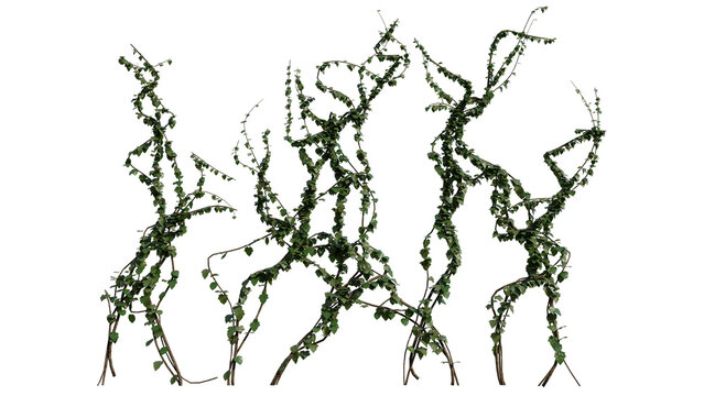 Detailed 3d render of isolated ivy branches with lush green leaves and twisting stems, perfect for nature and botanical design projects or backgrounds.
