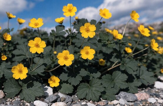 Yellow creeping cinquefoil flowers blooming in rocky garden