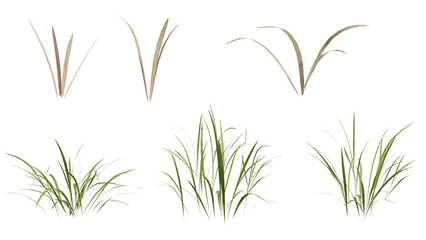 Fototapeta premium Detailed 3d render showcasing different types of grass plants with both green and dry leaves isolated on black for commercial and landscaping projects.