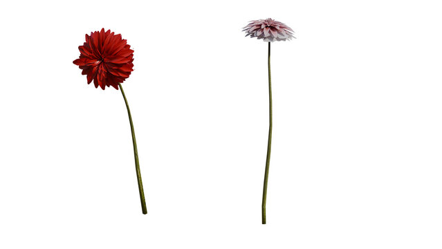 Detailed 3d render of two realistic flowers with long stems isolated on black background, perfect for design, decoration, or botanical-themed projects.