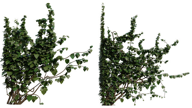 Detailed 3d render of lush ivy leaves and vine branches with natural textures on black background for nature, garden, and botanical projects.