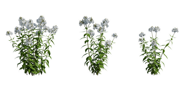 Detailed 3D render of white flower plants featuring green leaves against a black background, ideal for botanical and nature-related projects.