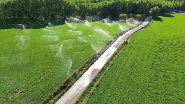 An aerial footage of irrigated green fields and a winding dirt path along the Camino de Santiago in Spain, captured under bright clear daylight
