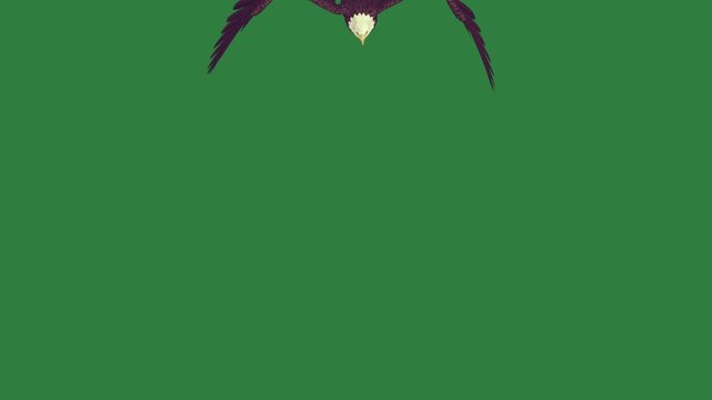 green screen two birds flying in air eagle sky bald its wings spread looking at camer animated chromakey elements movement colorful