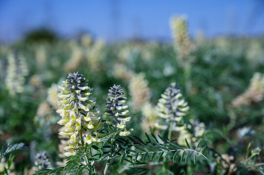 Sophora alopecuroides in Bloom on the Ningxia Gobi Desert, China