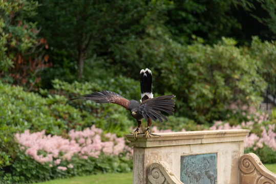 Swainson's Hawk taking off from Bench