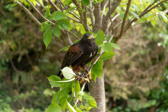Swainson's Hawk on Tree