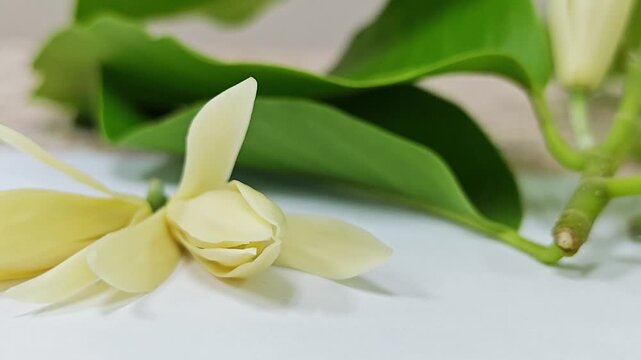 Close up of two fresh white champaca flowers with green leaves background.