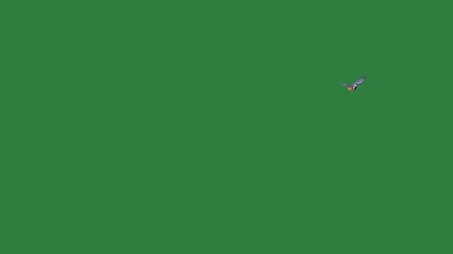 green screen bird flying in sky golf ball small over animated chromakey style illustration movement elements composition backgrounds figure design frame