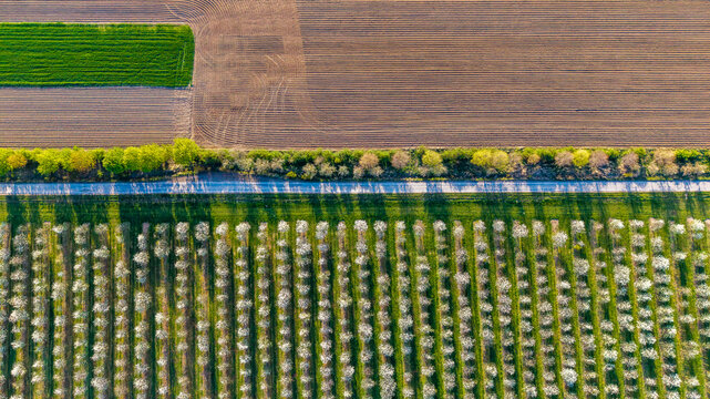 Aerial view of a blooming orchard with rows of white flowering trees adjacent to a road and agricultural fields in Melnik, Central Bohemian Region, Czechia.