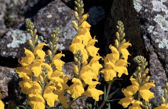 Wild Yellow Toadflax Flowers Blooming in a Sunny Rocky Garden Patch