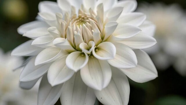 white dahlia flower
