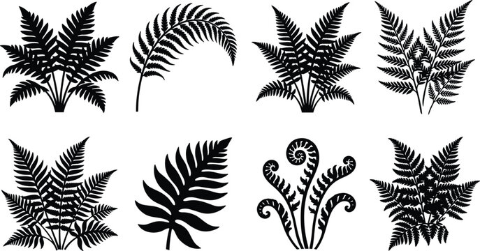Set of eight black fern leaf silhouettes with tropical fronds and fiddleheads isolated on white background