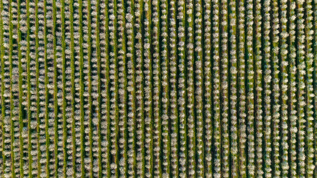 Aerial view of a blooming orchard with rows of white flowering trees in Melnik, Central Bohemian Region, Czechia.