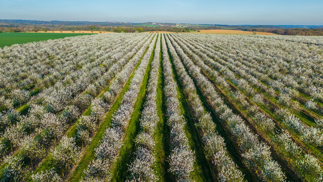 Aerial view of a blooming orchard with rows of white flowering trees stretching across the landscape in Melnik, Central Bohemian Region, Czechia.