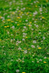Fototapeta premium A vibrant green lawn densely covered with dandelions and their fluffy seed heads, creating a whimsical, springtime scene.