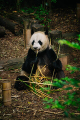 A giant panda sits amidst bamboo stalks, happily munching on the vegetation with a focused expression. © JX