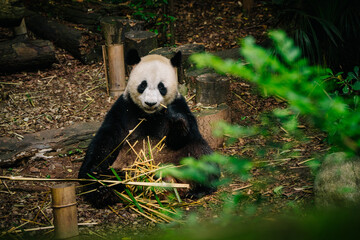 A black and white panda sits amidst bamboo and logs in a dark, natural setting, enjoying a meal. © JX